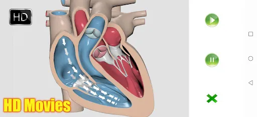 Visual Anatomy 2 Screenshots