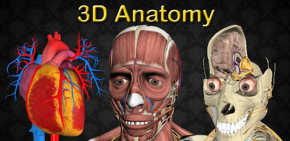 3D Anatomy