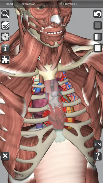 3D Bones and Muscles (Anatomy) 스크린샷