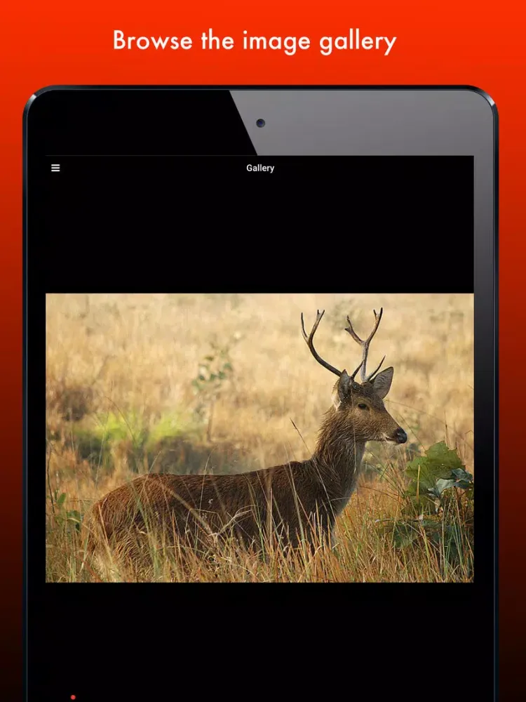 Deer Species: Amazing Creatures of the Forest iPad  스크린샷