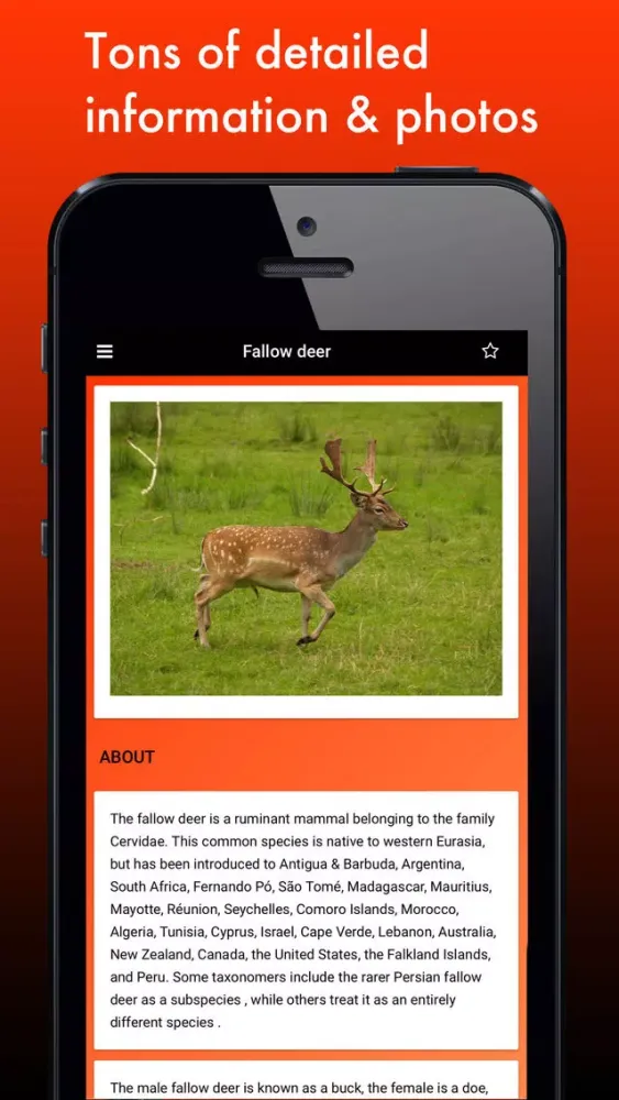 Deer Species: Amazing Creatures of the Forest 스크린샷