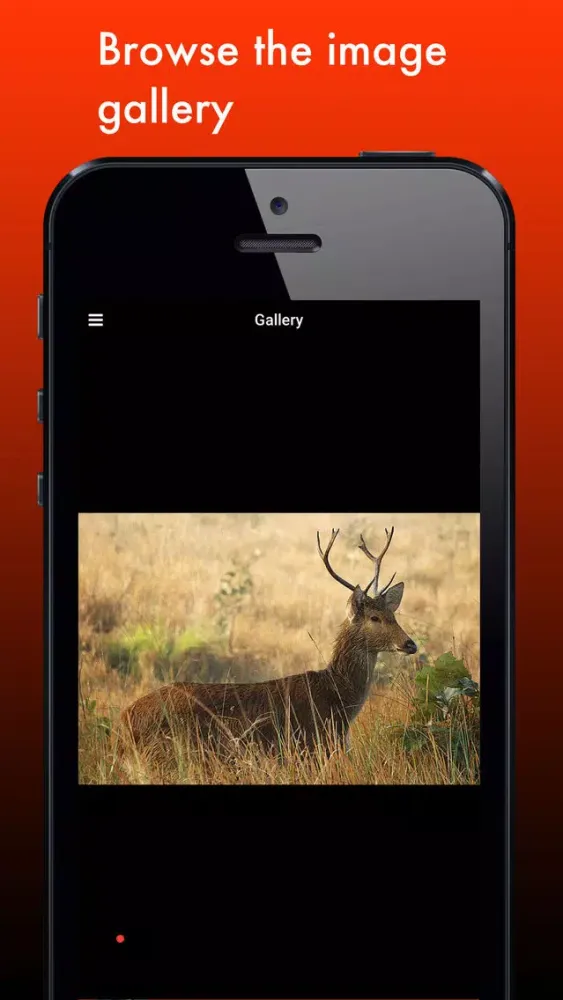 Deer Species: Amazing Creatures of the Forest 스크린샷