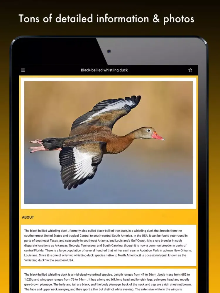 Duck Species: Types of Duck iPad  Screenshots