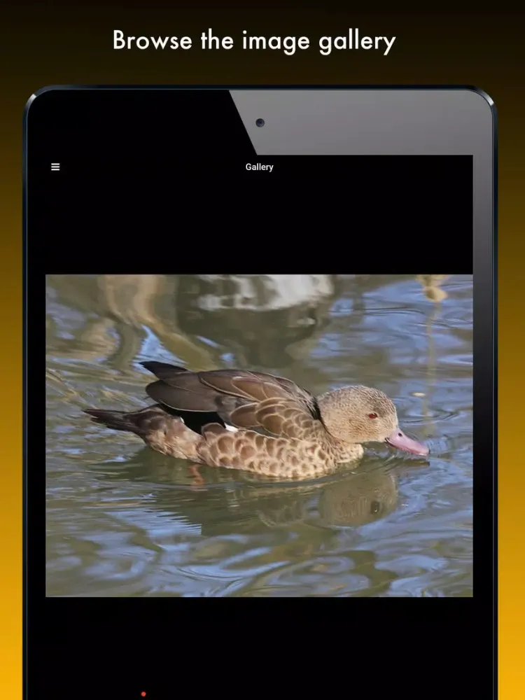 Duck Species: Types of Duck iPad  Screenshots