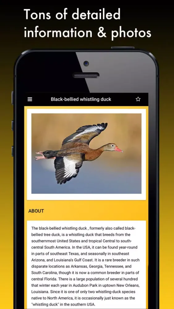 Duck Species: Types of Duck Screenshots