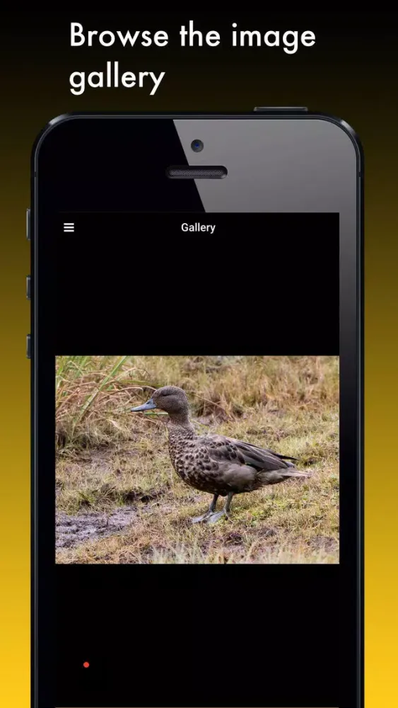 Duck Species: Types of Duck Screenshots