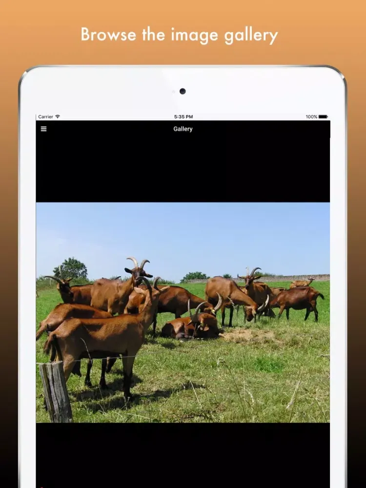 Goat Breeds: Various Types of Goat iPad  Ekran Görüntüleri