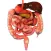 VR Human Digestive System