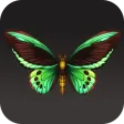 Butterfly Wallpaper 2024 Butterfly Wallpaper 2024