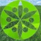 The Hemp Revolution-Cannaboids