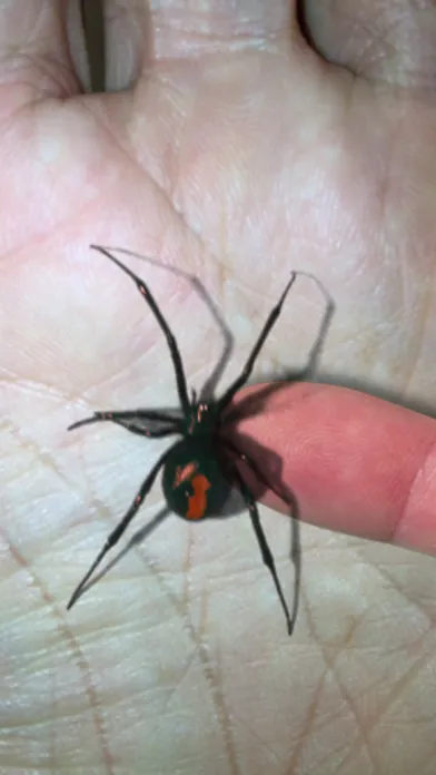 Ảnh chụp màn hình của Magic Spider - My Pet Boris