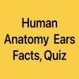 Human Anatomy Ears Facts, Quiz Human Anatomy Ears Facts, Quiz
