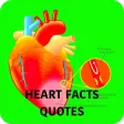 Human Heart Facts & Quiz 3000 Human Heart Facts & Quiz 3000