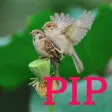 PIP Camera in Real-time Easy! PIP Camera in Real-time Easy!