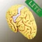 Brodmann 3D Lite