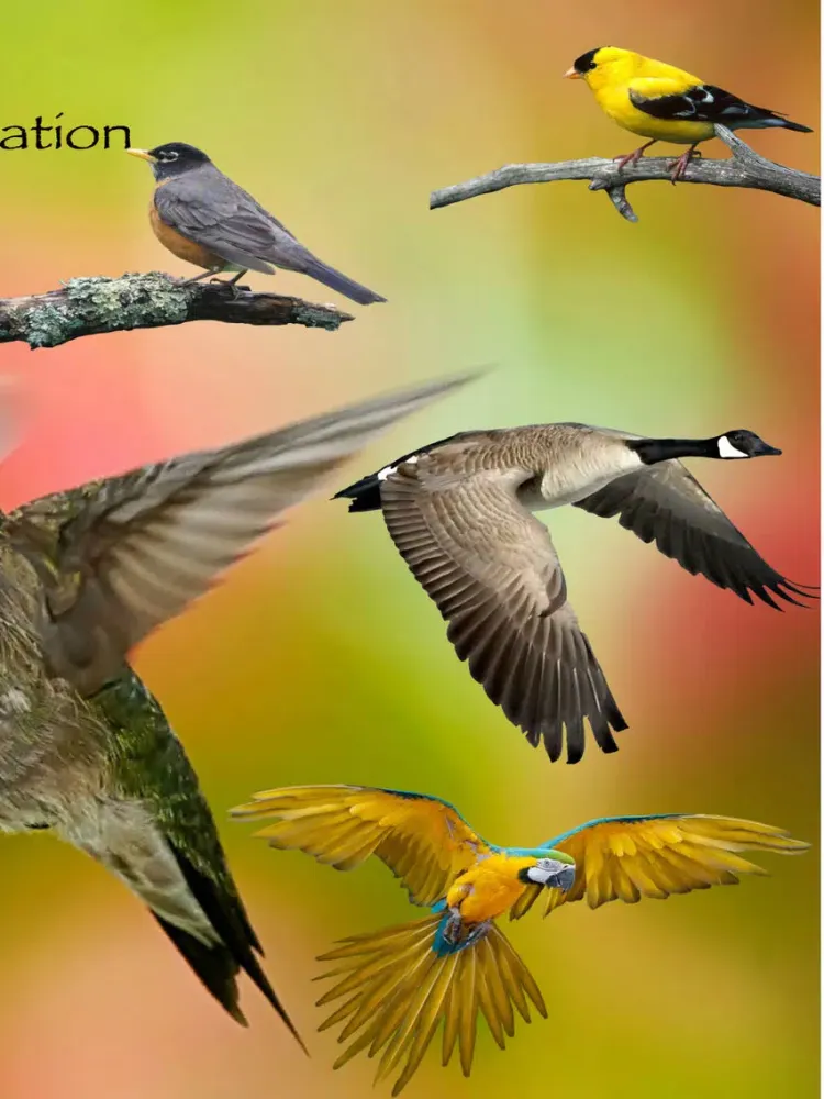 Bird Identification by Color - Ornithology Guide for Northeastern U.S. Bird Watching + Bird Sounds/Songs iPad  Screenshots