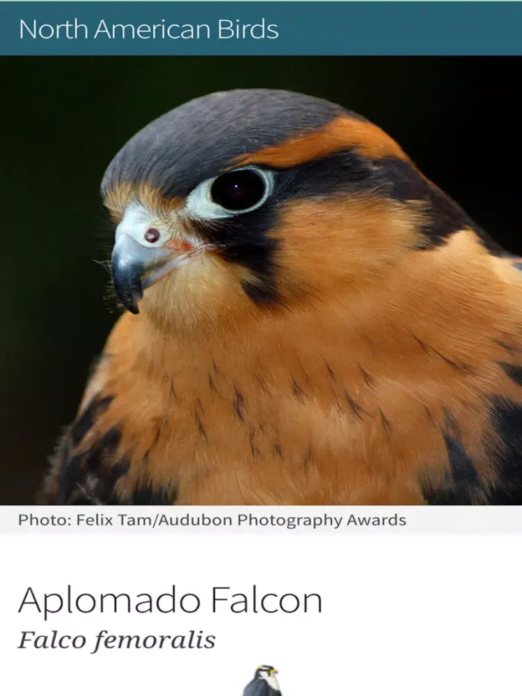 Bird Identification by Color - Ornithology Guide for Northeastern U.S. Bird Watching + Bird Sounds/Songs iPad  Screenshots