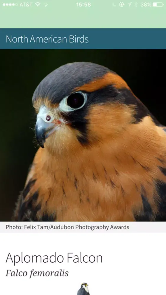 Bird Identification by Color - Ornithology Guide for Northeastern U.S. Bird Watching + Bird Sounds/Songs Screenshots