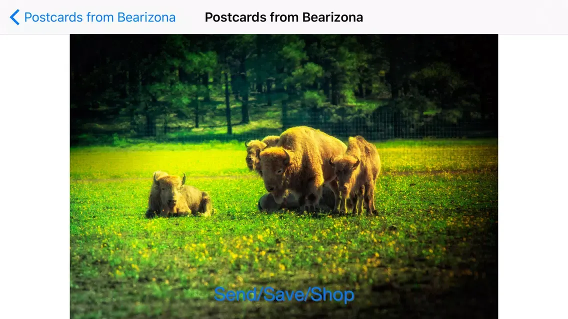 Postcards from Bearizona Screenshots