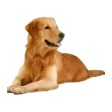 ICE Watchdog Midi