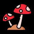 Mushroom Identifier Mushroom Identifier