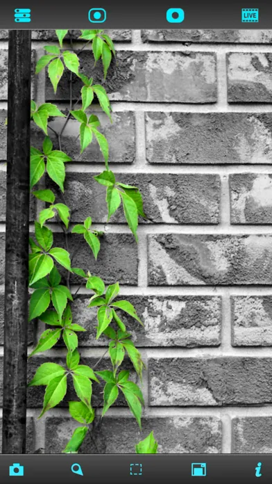 Capturas de tela do Live Splash™ - Free selective color and grayscale effects editor