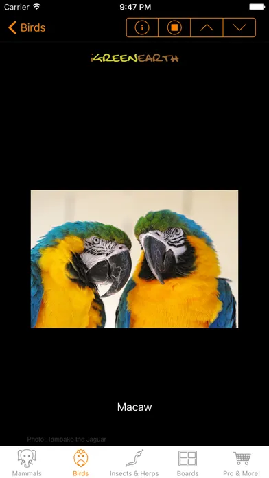 Animal Sounds and Noises Screenshots