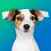 Dog Breeds Quiz: Guess the Pet