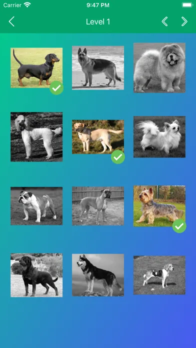 Dog Breeds Quiz: Guess the Pet應用截圖