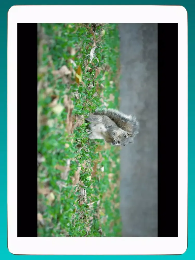 Video 2 Photo Extractor iPad  স্ক্রিনশট