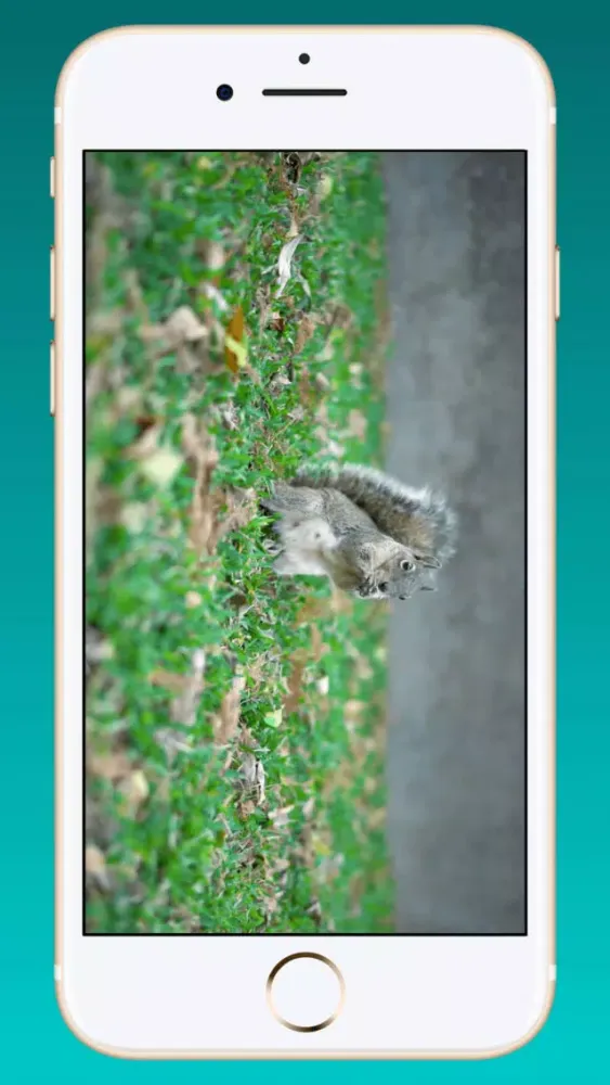 Video 2 Photo Extractor স্ক্রিনশট
