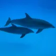 iLiveMath Oceans