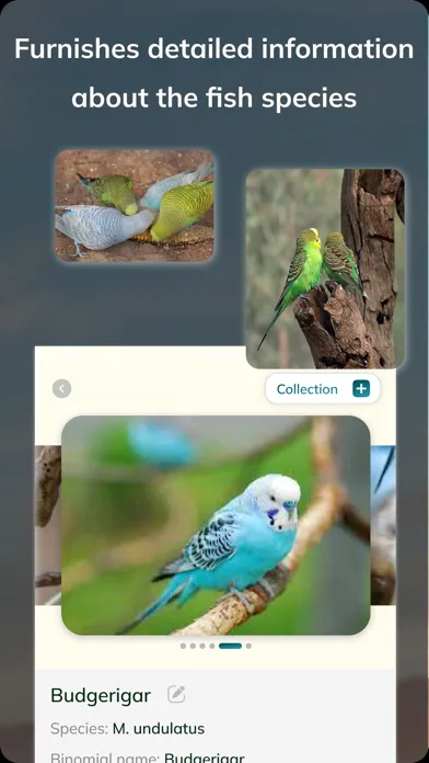 Zrzuty ekranu Bird Detect
