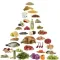 Ketogenic Diet - Ultimate Diet Guide