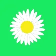 Flower Identify Flower Identify