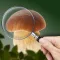 Mushroom Identifier: Fungi ID