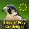 Birds of Prey and Owls