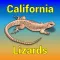 California Lizards