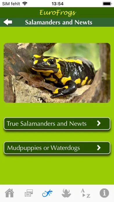 صور EuroFrogs