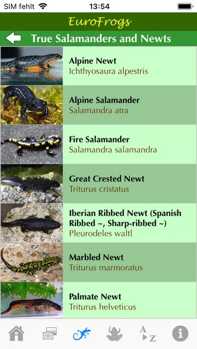 صور EuroFrogs