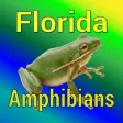 Florida Amphibians Florida Amphibians