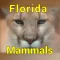Florida Mammals