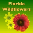 Southern Florida Wildflowers Southern Florida Wildflowers