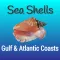 Gulf and Atlantic Sea Shells