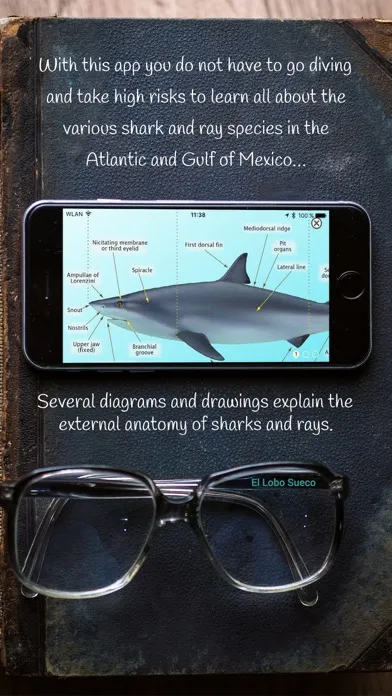 Sharks and Rays應用截圖