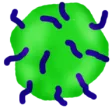 Single White Blood Cell