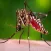 How To Get Rid Of Mosquito Bites
