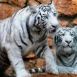 Tiger Puzzle