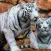 Tiger Puzzle