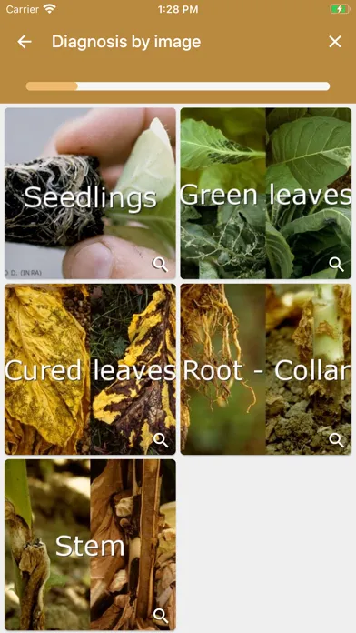 DiagnoPlantTobacco Screenshots